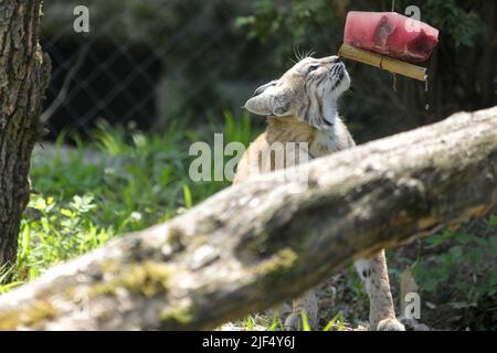 In Der Kroatischen Republik. Ein Bobcat isst am 29. Juni 2022 ein gefrorenes Essen, um sich im ZOO von Osjek in Osjek, Kroatien, abzukühlen. Foto: Dubravka Petric/PIXSELL Stockfoto