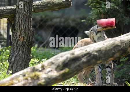 In Der Kroatischen Republik. Ein Bobcat isst am 29. Juni 2022 ein gefrorenes Essen, um sich im ZOO von Osjek in Osjek, Kroatien, abzukühlen. Foto: Dubravka Petric/PIXSELL Stockfoto