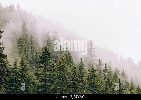 Neblige neblige Berglandschaft, Tannenwald am Regentag. Stockfoto