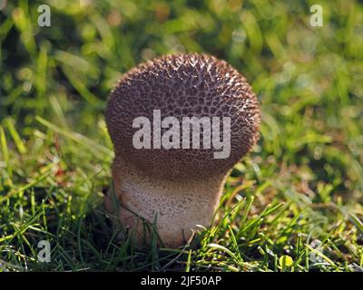 Junge Fruchtkörper von Dusky Puffball (Lycoperdon nigrescens) auf grasbewachsenem Heidegebiet in Cumbria, England, Vereinigtes Königreich Stockfoto