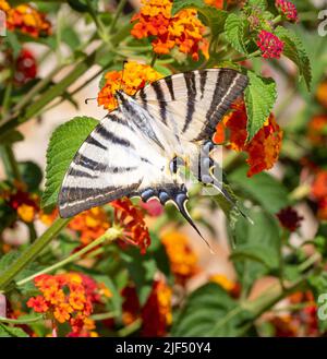 Der seltene Schwalbenschwanz Iphiclides podalirius auf orangen nektarreichen Lantana blüht in einem Garten auf Lefkada auf den ionischen Inseln Griechenlands Stockfoto