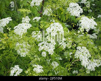 Hemlock Conium maculatum, ein toxischer Umbellifer mit lila Flecken, der hier an einem Flussufer in Somerset UK wächst Stockfoto