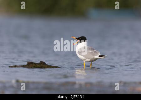 Pallas-Möwe Ichthyaetus ichthyaetus, breediing gefieder adult stehend auf Treibholz, gähnend, Donaudelta, Rumänien, Juni Stockfoto