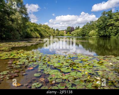 Der Garden Lake in Newstead Abbey in Nottinghamshire, Großbritannien, ist von Seerosen gesäumt Stockfoto