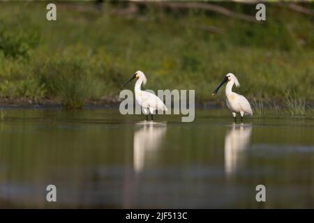 Eurasischer Löffler Platalea leucorodia, 2 im Wasser stehende Zuchtgefieder, Donaudelta, Rumänien, Juni Stockfoto