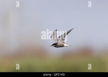 Schwarzseeschwalbe Chlidonias niger, Sommergefieder, Flug für Erwachsene, Donaudelta, Rumänien, Juni Stockfoto