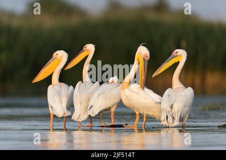 Großer weißer Pelikan Pelecanus onocrotalus, 5 Erwachsene auf schwimmendem Baumstamm, Donaudelta, Rumänien, Juni Stockfoto