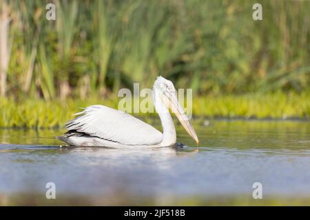 Dalmatinischer Pelikan Pelecanus crispus, Schwimmen für Erwachsene, Donaudelta, Rumänien, Juni Stockfoto