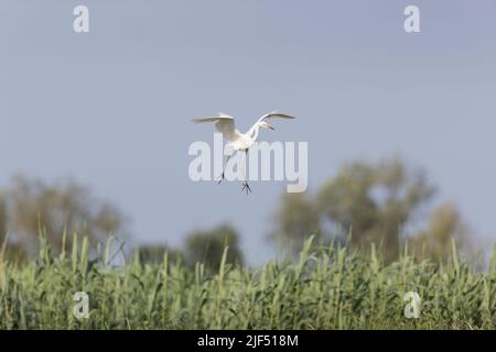 Silberreiher Ardea alba, Erwachsener fliegt, kommt an Land, Donaudelta, Rumänien, Juni Stockfoto