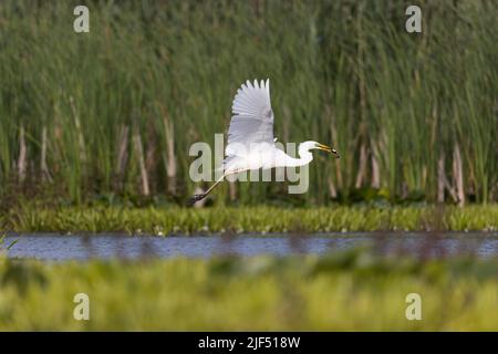 Silberreiher Ardea alba, Erwachsener, der mit Frosch im Schnabel fliegt, Donaudelta, Rumänien, Juni Stockfoto
