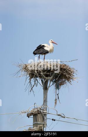 Weißstorch Ciconia ciconia, Erwachsener auf Nest, Rumänien, Juni Stockfoto