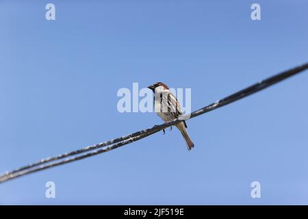 Spanischer Sperling Passer hispaniolensis, erwachsenes Männchen auf Draht, Rumänien, Juni Stockfoto