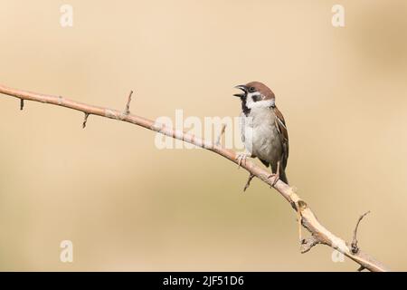 Baumsperling Passer montanus, Erwachsener, auf Ast sitzend, ruft, Macin, Rumänien, Juni Stockfoto