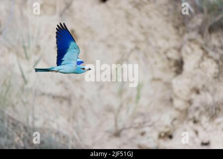 Europäische Walze Coracias garrulus, Flug für Erwachsene, Macin, Rumänien, Juni Stockfoto