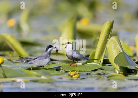 Schnurrseeschwalbe Chlidonias hybrida, 2 Sommergefieder Erwachsene, die auf Seerosen stehen, Männchen, das Weibchen Fische präsentiert, Donaudelta, Rumänien, Juni Stockfoto