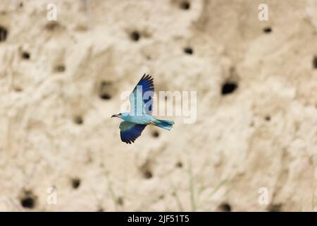 Europäische Walze Coracias garrulus, Erwachsener, der mit Insekt im Schnabel fliegt, Macin, Rumänien, Juni Stockfoto