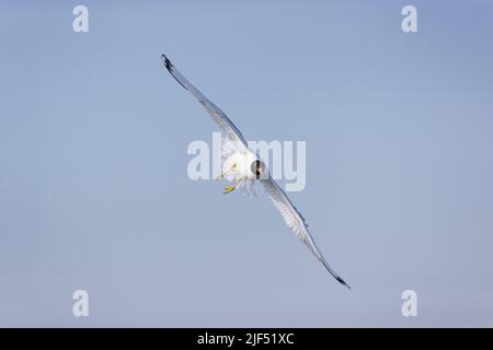 Pallas-Möwe Ichthyaetus ichthyaetus, breediing Gefieder adult fliegend, Donaudelta, Rumänien, Juni Stockfoto