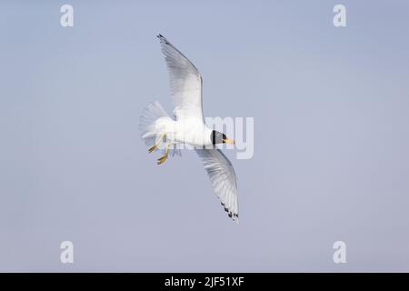 Pallas-Möwe Ichthyaetus ichthyaetus, breediing Gefieder adult fliegend, Donaudelta, Rumänien, Juni Stockfoto