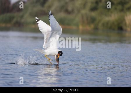 Pallas-Möwe Ichthyaetus ichthyaetus, breediing Gefieder adult fliegend, Abheben aus dem Wasser mit Fischen im Schnabel, Donaudelta, Rumänien, Juni Stockfoto