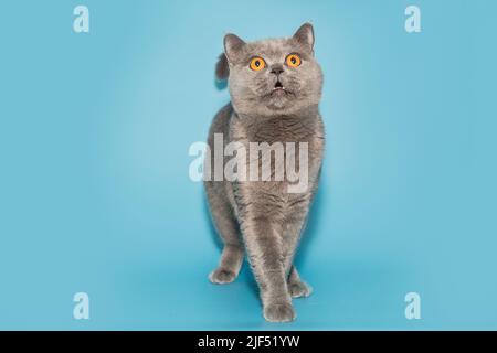 Graue britische Katze mit gelben Augen schaut neugierig auf blauen Hintergrund Stockfoto