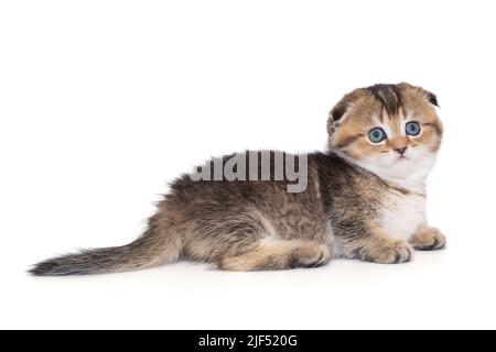 Schottische Falte gestreiftes Kätzchen mit blauen Augen. Das Kätzchen ist einen Monat alt, Seitenansicht, isoliert auf weißem Hintergrund. Stockfoto