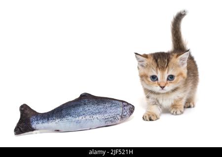 Kleines schottisches Kätzchen und ein Fischspielzeug, isoliert auf weißem Hintergrund. Stockfoto