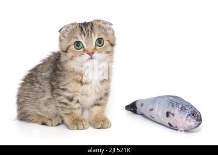 Kleines schottisches Faltenkätzchen und ein Fischspielzeug, isoliert auf weißem Hintergrund. Stockfoto