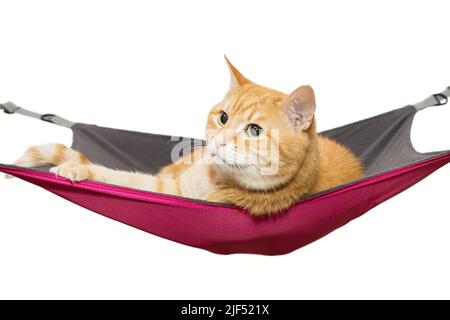 Ingwer Katze liegt bequem in einer Hängematte, isoliert auf weiß Stockfoto