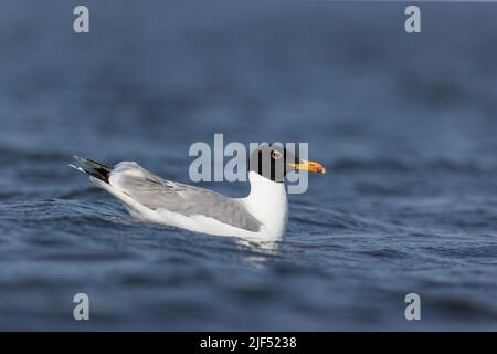 Pallas-Möwe Ichthyaetus ichthyaetus, breediing Gefieder adult schwimmend, Donaudelta, Rumänien, Juni Stockfoto