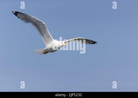 Kaspische Möwe Larus cachinnans, Sommergefieder im Erwachsenenflug, Donaudelta, Rumänien, Juni Stockfoto