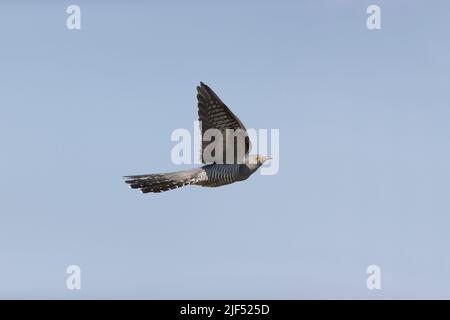 Gewöhnlicher Kuckuck Cuculus canorus, Erwachsener, fliegender Rüde, Donaudelta, Rumänien, Juni Stockfoto