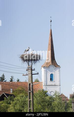 Weißstorch Ciconia ciconia, erwachsen mit 2 Küken im Nest auf Telegrafenmast mit Kirche im Hintergrund, Rumänien, Juni Stockfoto