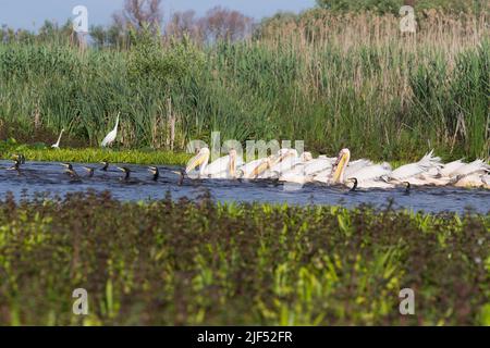 Großer weißer Pelikan Pelecanus onocrotalus, ausgewachsene Herde und großer Kormoran Phalacrocorax carbo, ausgewachsene Flockfütterung, Donaudelta, Rumänien, Juni Stockfoto