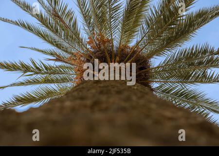 Ansicht von unten auf die Palme mit blauem Himmel. Die Arecaceae sind eine Familie von Mehrjährigen blühenden Pflanzen in den Arecales der Monocot-Ordnung. Stockfoto