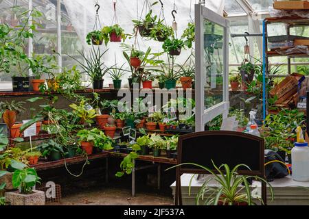 Im Inneren des Gartenladens, der mit einem Gewächshaus am Lyman Estate und dem Gewächshaus verbunden ist. Waltham, Massachusetts, USA. Stockfoto