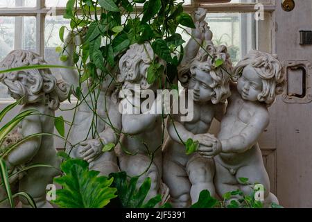 Eine Statue von fünf Garten-Cherubim, die in grüne Reben gehüllt sind, in einem Gewächshaus, dem Lyman Estate und dem Gewächshaus. Waltham, Massachusetts, USA. Stockfoto