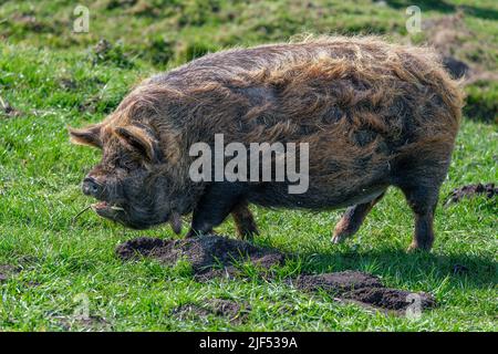 Braun gefärbtes Kune Kune Schwein mit dickem, langem lockigen Haarkleid auf der Suche nach Futter auf einer Wiese. Stockfoto