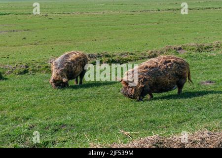 Zwei braune Kune Kune Schweine mit einem dicken, langen lockigen Haarkleid, die auf einer Wiese nach Futter suchen. Stockfoto