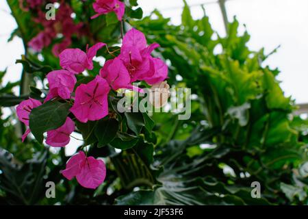 Wunderschöne magentafarbene Catharanthus blüht in einem Gewächshaus. Waltham, Massachusetts, USA. Stockfoto