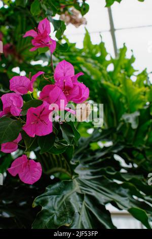 Wunderschöne magentafarbene Catharanthus blüht in einem Gewächshaus. Waltham, Massachusetts, USA. Stockfoto