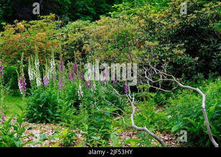 Wunderschöne magenta- und weiße Foxglove-Blüten in einem blühenden Garten im Lyman Estate und Greenhouse. Waltham, Massachusetts, USA. Stockfoto