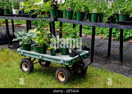 Ausgewählte Hauspflanzen ruhen auf einem grünen Plastikwagen beim Blumenverkauf im Garten des Lyman Estate und Gewächshauses. Waltham, Massachusetts, USA Stockfoto