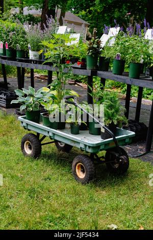 Ausgewählte Hauspflanzen ruhen auf einem grünen Plastikwagen beim Blumenverkauf im Garten des Lyman Estate und Gewächshauses. Waltham, Massachusetts, USA Stockfoto