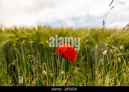 Eine Mohnblume auf dem Hintergrund eines Weizenfeldes Stockfoto