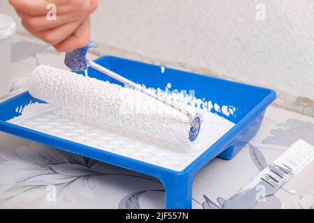 Ein Mann taucht eine Velourwalze in weiße Farbe von einem Tablett, um Tapete zu malen. Stockfoto