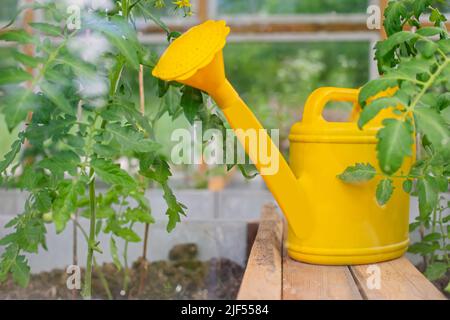 Eine gelbe Kunststoff-Gießkanne steht in einem Gewächshaus. Stockfoto