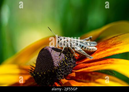 grasshopper ruht auf der Rudbeckia Blume im Garten Stockfoto