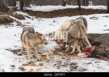 Grauwölfe (Canis lupus) Snarls gegeneinander bei Hirsch Carcass Winter - Gefangene Tiere Stockfoto