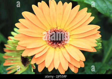 Afrikanische Gänseblümchen, Transvaal Gänseblümchen, Gerbera, Barberton Gänseblümchen aus der Nähe, wunderschöne Orange mit gelben Blüten, die im Garten blühen Stockfoto