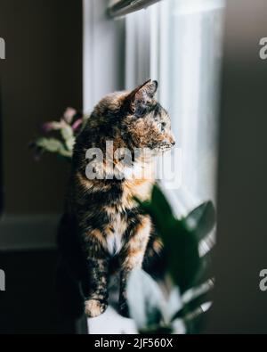 Eine vertikale Nahaufnahme eines europäischen Kurzhaares, der auf einer Fensterbank sitzt Stockfoto